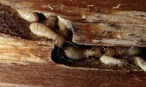 What is the difference between drywood termites and subterranean termites?
